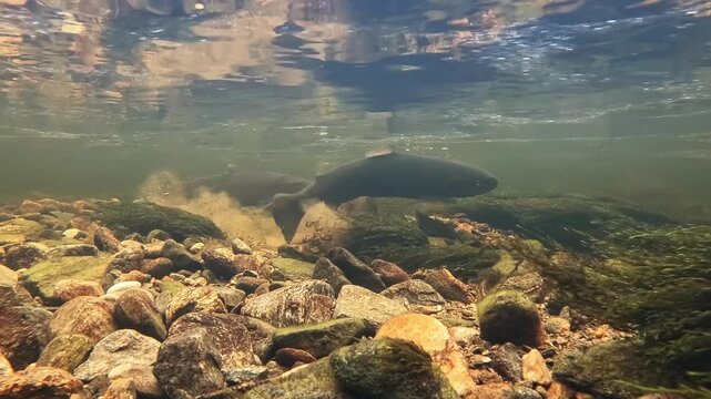 Sea trout spawn in the shallow, fast current of Granvin River in Norway, one trout uses tail to create hole for eggs, underwater view.