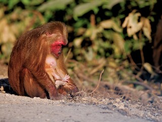 A Stump-tailed Macaque mother and baby relaxing in the morning sunshine at Kaeng Krachan NP. Thailand
