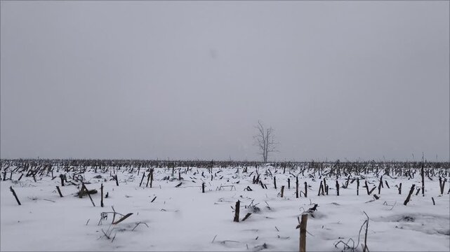 Time lapse. Snowfall in a field, a snow-covered field with a lone tree and a gray sky. Desolate winter field under heavy overcast sky. Cold and dramatic rural landscape.