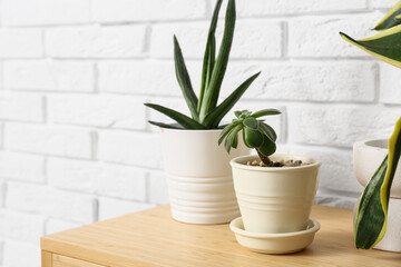 Succulents on shelf near white brick wall, closeup