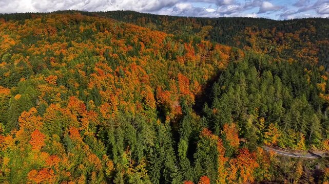 vibrant autumn canopy showing orange leaves, dense treetops, and winding forest road under vivid sky