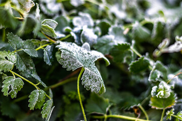 A close-up of low-growing ground vegetation and field leaves covered with morning frost. The intricate texture of ice crystals on the foliage, the delicate beauty of early winter and late autumn.