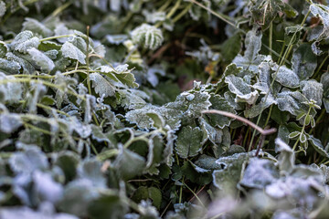 A close-up of low-growing ground vegetation and field leaves covered with morning frost. The intricate texture of ice crystals on the foliage, the delicate beauty of early winter and late autumn.