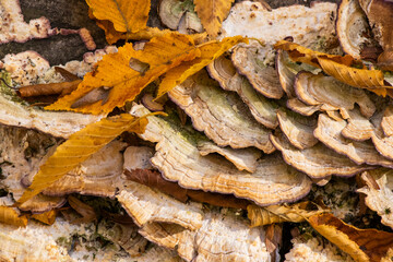 bracket fungus or shelf mushroom