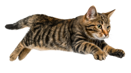 Agile tabby cat leaping through the air, perfect for themes of movement, playfulness, and pet wellness campaigns.