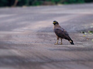 A Crested Serpent-Eagle stands on a dirt road, alert and looking left. A  bird of prey in its natural habitat at  Kaeng Krachan NP. Thailand