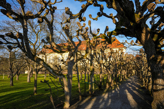 Sculptered trees line the path in the Hofgarten (palace garden) towards Schloss Dachau (Dachau Palace).They form a unique avenue with long shadows in a park landscape