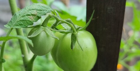 Fresh Green Tomato Fruit on the Stem