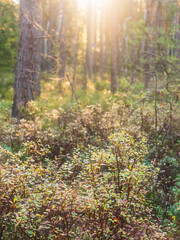 Sunlight filters through trees in a Swedish forest with plants and undergrowth during the early hours of morning