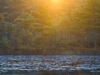 Lake with water lilies and forest in Sweden during sunrise, showcasing nature and morning light over calm waters