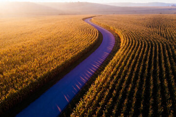 Winding path through golden cornfield at sunset