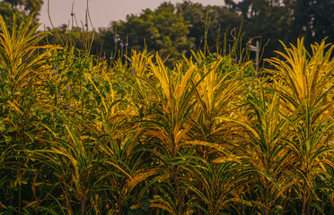 Mumbai, India Dense cluster of yellow-green ornamental plants in a sunlit tropical garden. A vibrant botanical scene rich in texture and natural color.