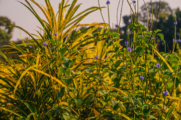Mumbai, India Tropical garden plants with a mix of yellow-green foliage and small purple flowers. A colorful natural composition full of warm sunlight and rich textures.