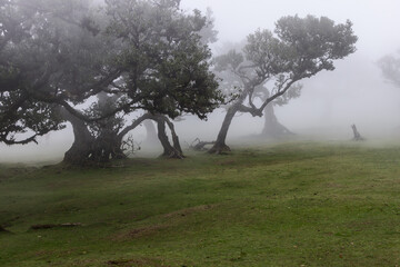 Enchanted Fanal forest on the Paul da Serra plateau, twisted laurel trees stand in drifting fog creating a serene and mystical atmosphere of ancient Madeira