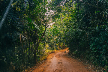Distant waterfall framed by lush tropical vegetation and mountain cliffs. A scenic natural landscape showcasing India’s jungle beauty and dramatic terrain.