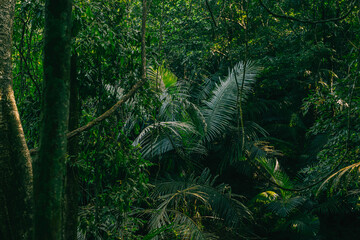 Close-up of large tropical palm leaves with rich green tones and layered textures. A natural botanical background ideal for eco and nature concepts.