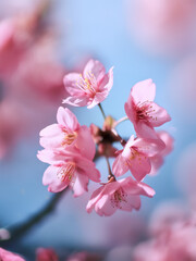 Beautiful pink cherry blossom (Sakura) flower at full bloom in the blue sky.