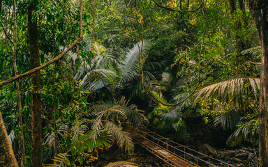 Close-up view of large tropical palm leaves with visible texture, illuminated by natural sunlight. A lush botanical scene capturing the vibrant foliage of a dense jungle environment.