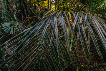 Large arching palm fronds in a dense tropical jungle, captured with rich dark tones and deep natural textures. A wild botanical scene full of lush rainforest vegetation.