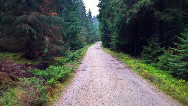 wet gravel path with puddles through dense forest, ground reflections and damp vegetation create moody