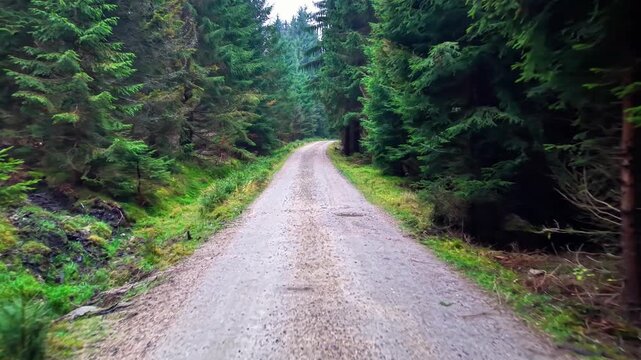 dirt gravel road through dense pine forest, ground-level perspective emphasizes textured surface and verdant