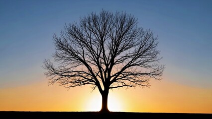 Silhouette of a Bare Branched Tree at Sunset Golden Hour