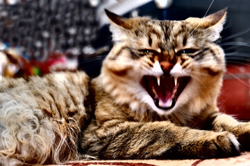 Motion blurred angry, aggressive cat. Hisses. Grunge cinematic effect, high contrast