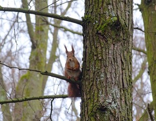 Squirrel on a tree