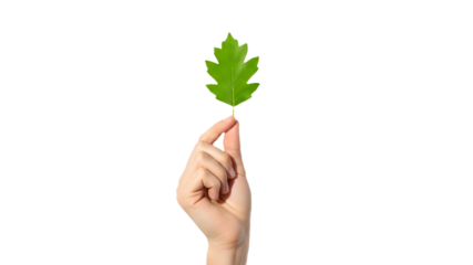  Hand Holding Green Oak Leaf, Nature and Eco-Friendly Symbol