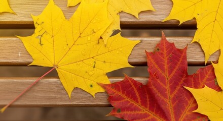 Vibrant autumn maple leaves with raindrops adorning the wooden surface