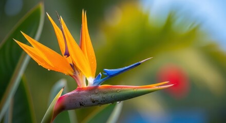 Vibrant bird of paradise flower blossom showcasing intricate details