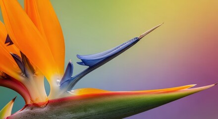 Vibrant close-up of a bird of paradise flower with a dreamy gradient background