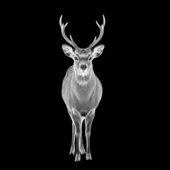 Full body grayscale portrait of a stag with large antlers on black background deer