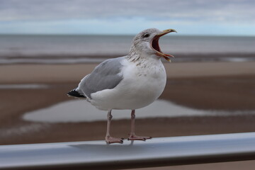 Seagull perched on a railing overlooking a beach in a seaside town