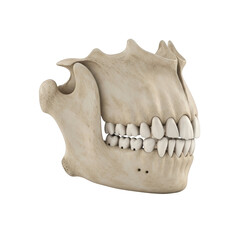 Human jawbone with teeth and mandible bone structure anatomy