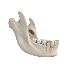 Human mandible bone with teeth on black background jawbone human bone