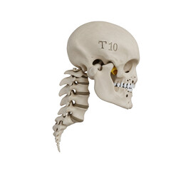 Human Skull and Thoracic Spine Section T10 Bone Anatomy vertebrae