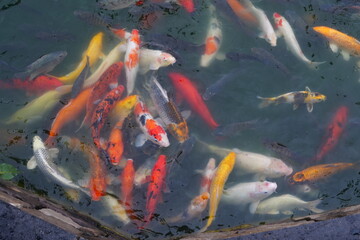 The koi fish in the pond are eating human food.