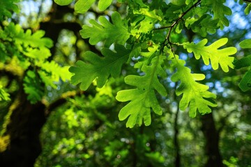 Fototapeta premium Close-up of lush oak foliage in a tranquil woodland setting