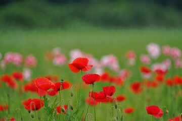 Fototapeta premium Vibrant Red Poppy Field
