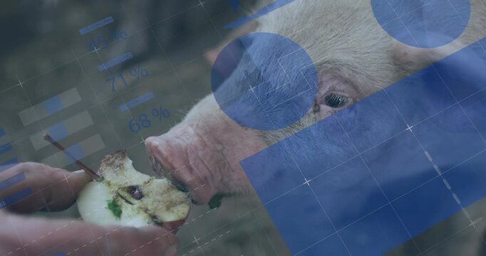 Farmhand offering half eaten apple, pig sniffing, nibbling to feed, blue overlay obscuring hand