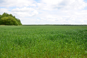 Green Agricultural Field of winter wheat on a Cloudy Day