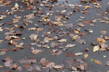 Wet leaves lying on a pavement in autumn