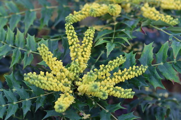 Yellow flowers on a mahonia in winter