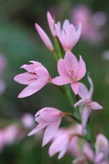 Pink Hesperantha coccinea flowers in a garden