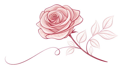 Pink rose flower line art illustration with stem isolated on transparent background