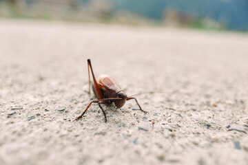 Insect cricket closeup on rough ground with visible antennae and legs, macro shallow depth of field showing brown bug crawling across textured surface in natural outdoor environment.