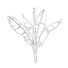 A banana leaf bush in the background. Isolated pencil illustration of tropical plants for hotel and restaurant interiors, nature reserve websites, and poster printing. © Svetlana