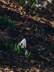 White hyacinth