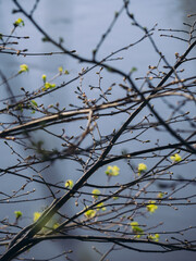 green leaves in the forest